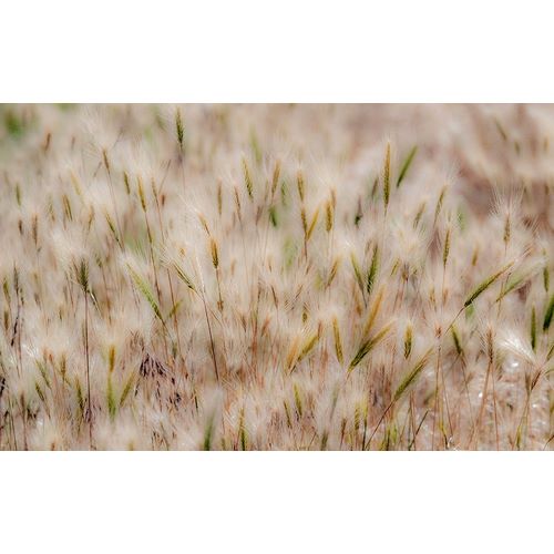 Gulin, Sylvia 아티스트의 USA-Washington State-Benge Dried grass seed heads작품입니다.